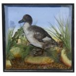 Taxidermy: A late 19th century duck