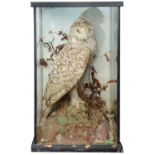 Taxidermy: An early 20th century snowy owl