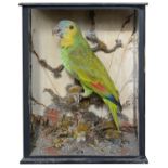 Taxidermy: A Victorian tropical green parrot