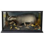 Taxidermy: A Victorian badger