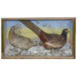 Taxidermy: A Victorian pair of common pheasants
