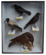 Taxidermy: An early 20th century Irish museum case of Irish corvids