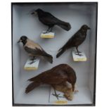 Taxidermy: An early 20th century Irish museum case of Irish corvids