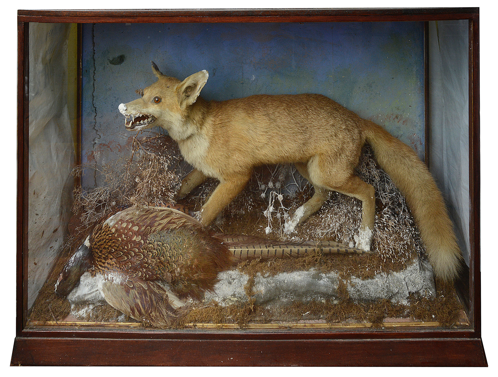 Taxidermy: A Victorian fox and pheasant