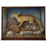 Taxidermy: A Victorian fox and pheasant