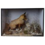 Taxidermy: A Victorian red box fox and a moorhen