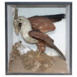 Taxidermy: A Victorian tropical bird of prey and a chameleon