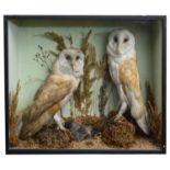 Taxidermy: A Victorian case of two barn owls