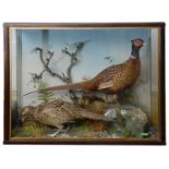 Taxidermy: A Victorian cased pair of common pheasants