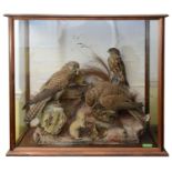 Taxidermy: An early 20th century pair of sparrowhawks