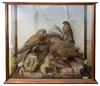 Taxidermy: An early 20th century pair of sparrowhawks