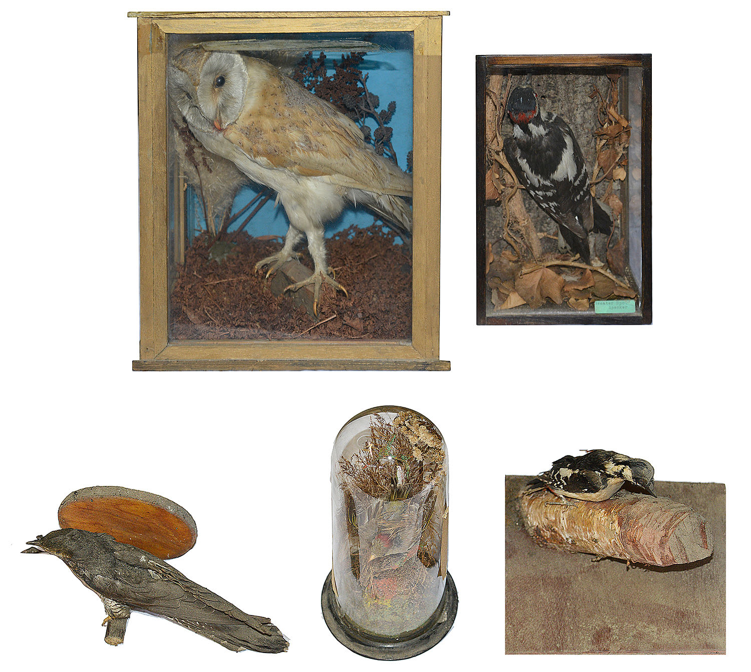 Taxidermy: A collection of Vict. and later cased and uncased specimens