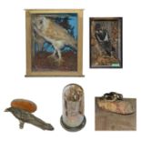 Taxidermy: A collection of Vict. and later cased and uncased specimens