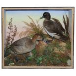 Taxidermy: Two Victorian ducks
