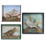 Taxidermy: An albino snipe, a woodcock and a seagull