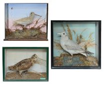 Taxidermy: An albino snipe, a woodcock and a seagull