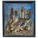 Taxidermy: A Victorian common mallard on the nest with ducklings