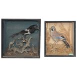 Taxidermy: A Victorian cased magpie and a jay