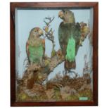 Taxidermy: Two Victorian Green Parrots by Henry Ward.