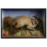 Taxidermy: A Victorian pine marten by James Gardner