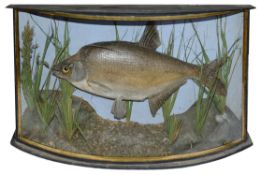 Taxidermy: A Victorian rudd by Howard Bunn, Lowestoft