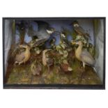 Taxidermy: A Victorian case of eight various kingfishers and herons