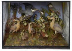 Taxidermy: A Victorian case of eight various kingfishers and herons