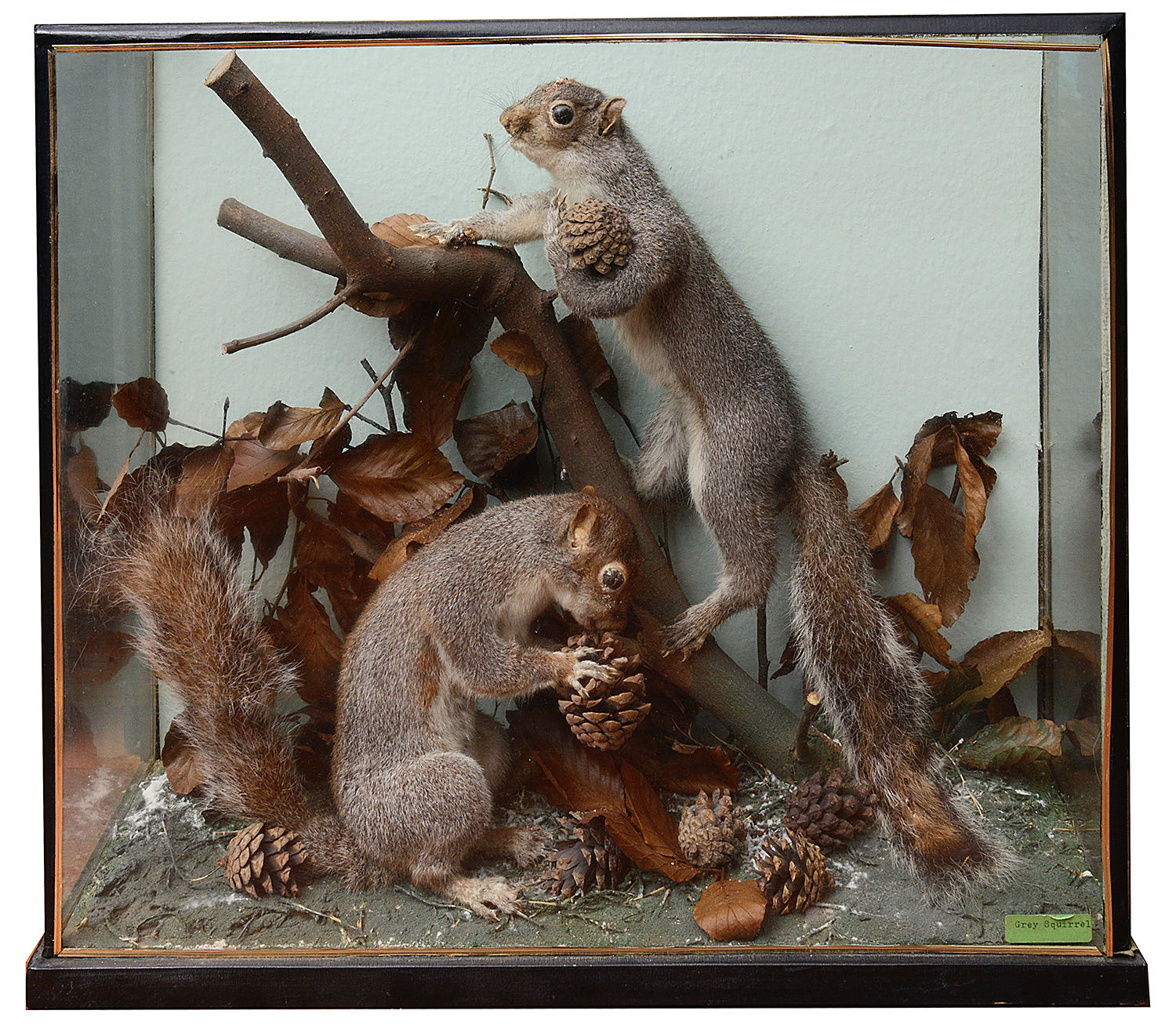 Taxidermy: A mid 20th century pair of two grey squirrels