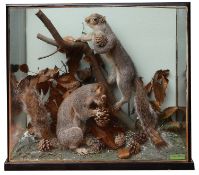 Taxidermy: A mid 20th century pair of two grey squirrels