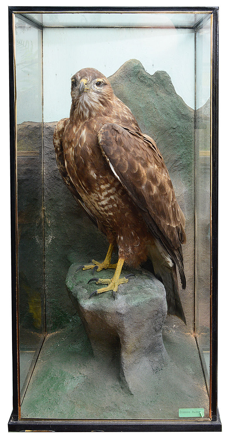 Taxidermy: An early 20th century common buzzard