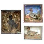 Taxidermy: a coot in a naturalistic setting; two teal