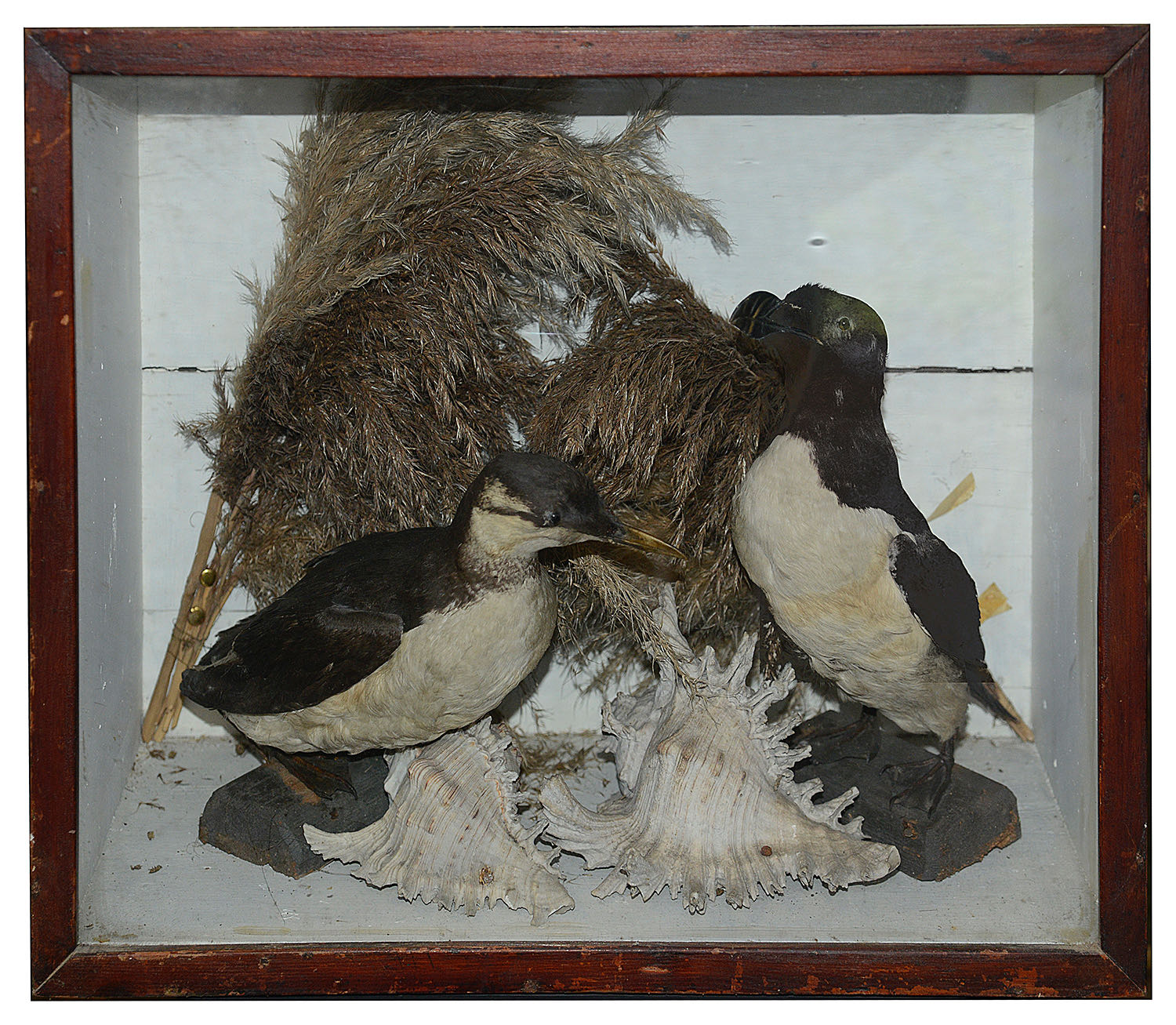 Taxidermy: A Victorian Razobill and and another seabird