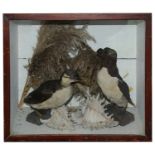 Taxidermy: A Victorian Razobill and and another seabird