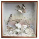Taxidermy: An early 20th century flock of five snow buntings