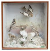 Taxidermy: An early 20th century flock of five snow buntings