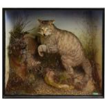 Taxidermy: A Victorian cased Scottish wild cat with a dead rabbit