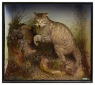 Taxidermy: A Victorian cased Scottish wild cat with a dead rabbit