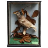 Taxidermy: A mid 20th century albino starling