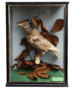 Taxidermy: A mid 20th century albino starling