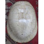 WHITE TURTLE SHELL, COMES WITH ARTICLE 10 CITES CERTIFICATE,