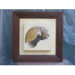 LARGE FRAMED PICTURE OF A SHELL