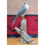 MIKE WOOD, HAND CARVED AND PAINTED TREEN MODEL OF AN AMERICAN BLUE KESTREL,