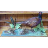 VINTAGE TAXIDERMIC SPECIMEN OF A PHEASANT ON STAND