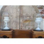 PAIR OF VICTORIAN GILDED GLASS LUSTRES UNDERNEATH VICTORIAN GLASS DOMES (ONE AT FAULT)