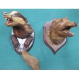 THREE MOUNTED TAXIDERMIC ANIMAL BUSTS