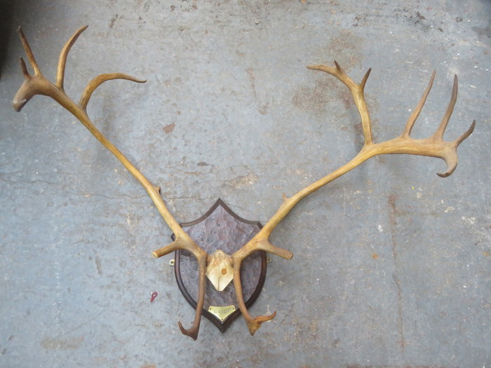 PAIR OF LARGE VINTAGE REINDEER ANTLERS ON OAK SHIELD MOUNT