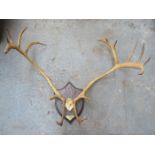 PAIR OF LARGE VINTAGE REINDEER ANTLERS ON OAK SHIELD MOUNT