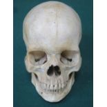 VINTAGE HUMAN SKULL WITH SPRING JAW