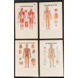 Three framed anatomical prints, framed size 33 x 50cm.