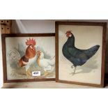 Two 19th Century framed prints of chickens, frame 22 x 28cm.